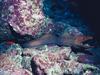 Screen Themes - Undersea Life 1 - Moray Eel