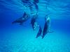 Screen Themes - Undersea Life 2 - Atlantic Spotted Dolphins