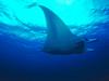 Screen Themes - Undersea Life 2 - Manta Ray
