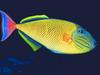 Screen Themes - Undersea Life 2 - Redtail Triggerfish