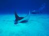 Screen Themes - Undersea Life 2 - Southern Sting Ray