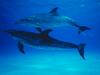 Screen Themes - Undersea Life 2 - Two Atlantic Spotted Dolphins