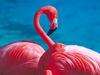 Screen Themes - Wild Birds - Flamingo