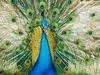 Screen Themes - Wild Birds - Peacock