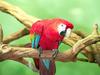 Screen Themes - Wild Birds - Scarlet Macaw