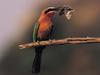 Screen Themes - Wild Birds - White-Fronted Bee-Eater