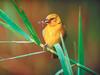 Screen Themes - Wild Birds - Yellow Weaver