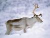 Screen Themes - Winter Wonderland - Reindeer