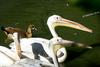 3 Pelicans + 1 Duck (Egyptian goose, Alopochen aegyptiaca)