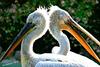 Pelicans' duet (2's old)