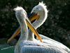 Pelicans' duet (2's old)