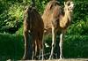 Camels' Duo
