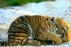 Baby Siberian Tiger ('Ulysse & Sara')