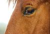 Horse (a mare's eye)