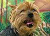 Dog (Yorkshire-Terrier male)