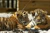 Baby Siberian Tigers ('Ulysse & Sara')