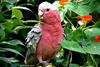 Parrot (Australian Cockatoo-Rosalbin)