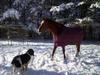 Horse and dog!