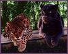 jaguar and black jaguar panther(jaguar)