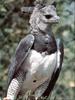harpy eagle(부채머리수리,하피수리)