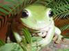 Be-u-ti-ful Tree Frogs :)