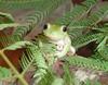 Be-u-ti-ful Tree Frogs :)
