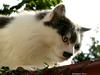 Cat (cross-breed Persan)