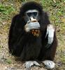 Monkey (a 'Gibbon') - lar gibbon (Hylobates lar)