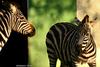 Zebras' duet