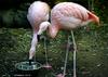 Flamingo duet
