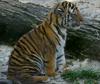 Baby Siberian Tiger ('Ulysse')