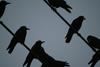 까마귀 Corvus corone (Carrion Crow)