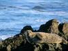 [Daily Photo CD03] Basking in the Sunshine Harbor Seal