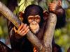 [Daily Photo CD03] Chimpanzee