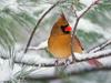 [Daily Photo CD03] Female Northern Cardinal on a Snowy Pine