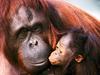 [Daily Photo CD03] Female Sumatran Orangutan and Baby