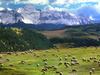 [Daily Photo CD03] Grazing Sheep, Last Dollar Road, Colorado