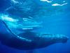 [Daily Photo CD03] Humpback Whale, Hawaii