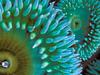 [Daily Photo CD03] Sea Anemone