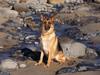 [Daily Photo CD03] Shoreline Sentinel German Shepherd