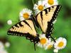 [Daily Photo CD03] Tiger Swallowtail Butterfly