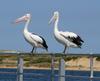poised Australian pelicans
