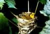Hooded Warbler (Wilsonia citrina)