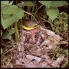 Kentucky Warbler (Oporornis formosus)