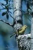 Yellow Warbler on nest (Dendroica petechia)