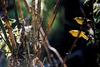 Yellow Warbler pair (Dendroica petechia)