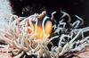 Two-banded Clownfish & Sea Anemone