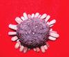 Sea Urchin (Colocentrotus atratus)