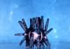 Sea Urchin (Eucidaris metularia)