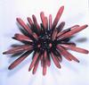 Sea Urchins (Heterocentrotus mammilatus)